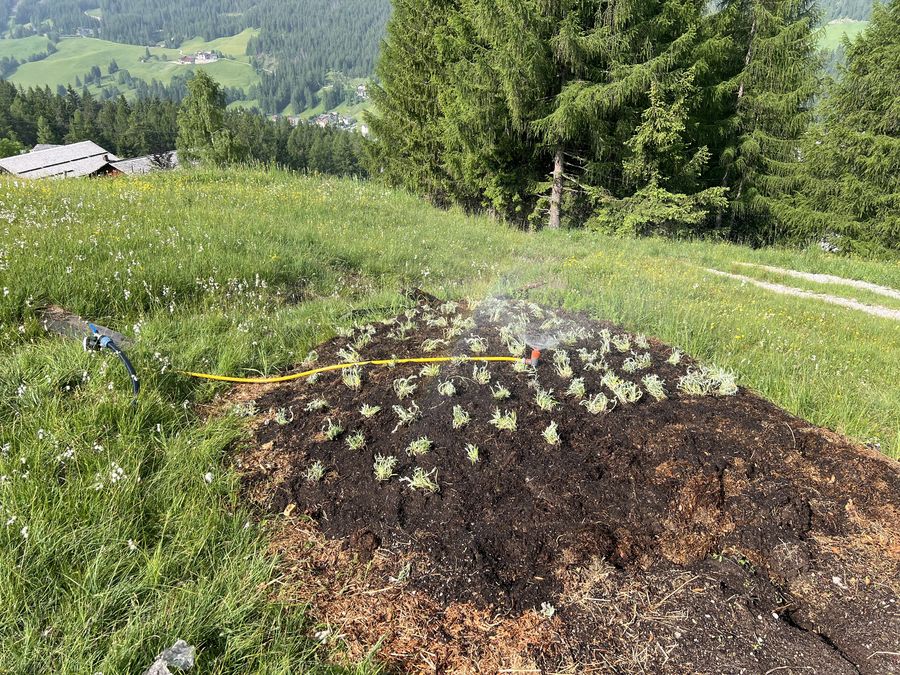 Aiuola di stelle alpine appena piantate in un prato di montagna