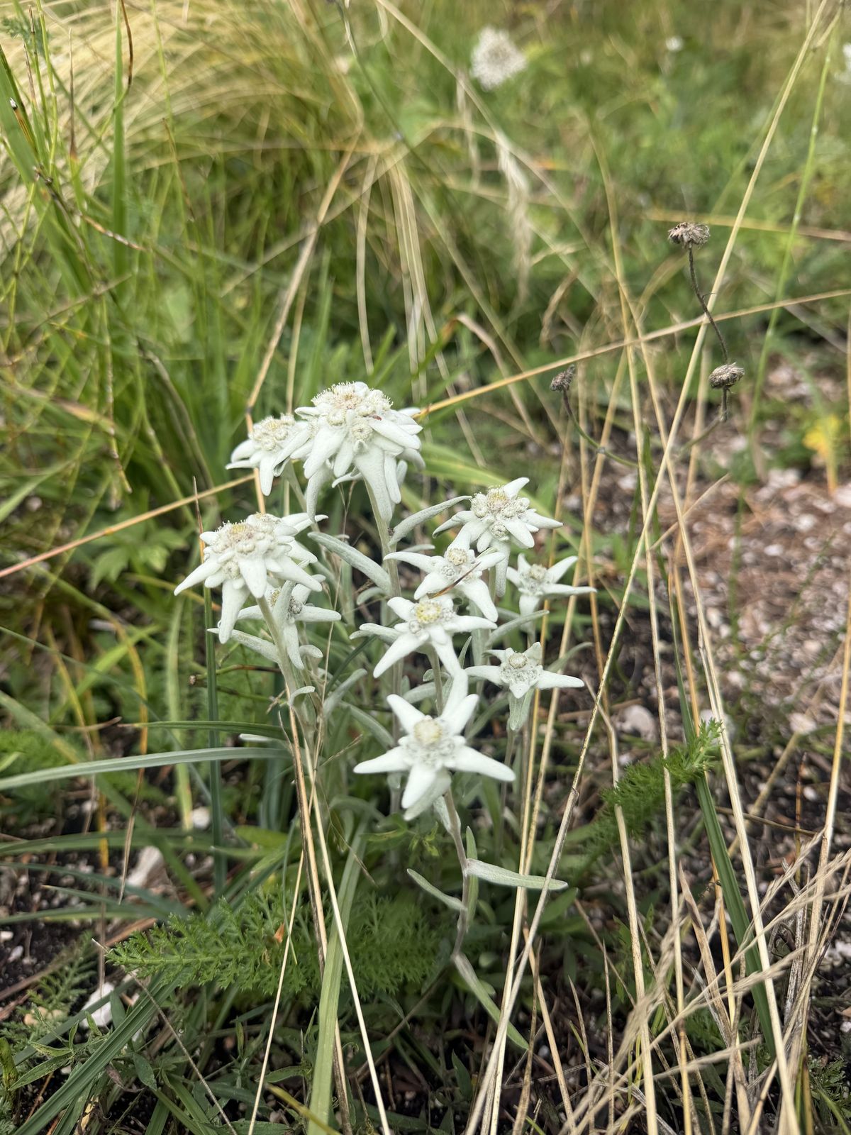 Stelle alpine in fiore nel prato