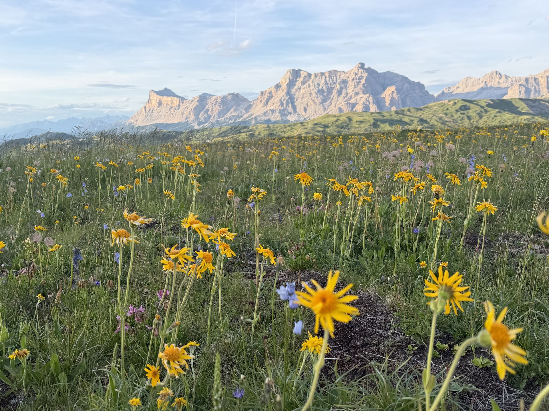 Prato fiorito di arnica davanti alle cime delle Dolomiti