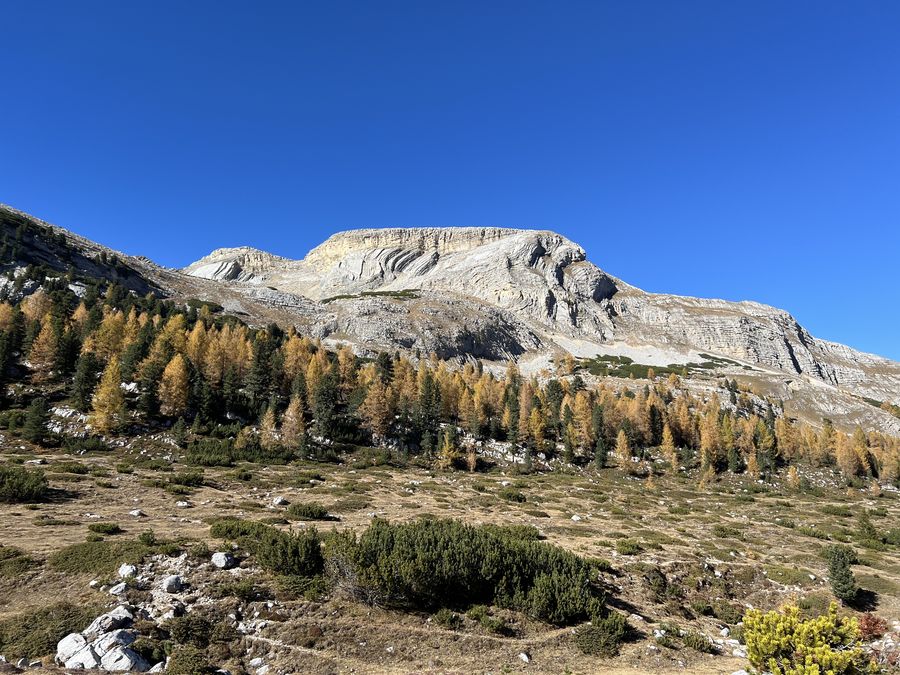 Larici dorati in autunno sotto una parete rocciosa
