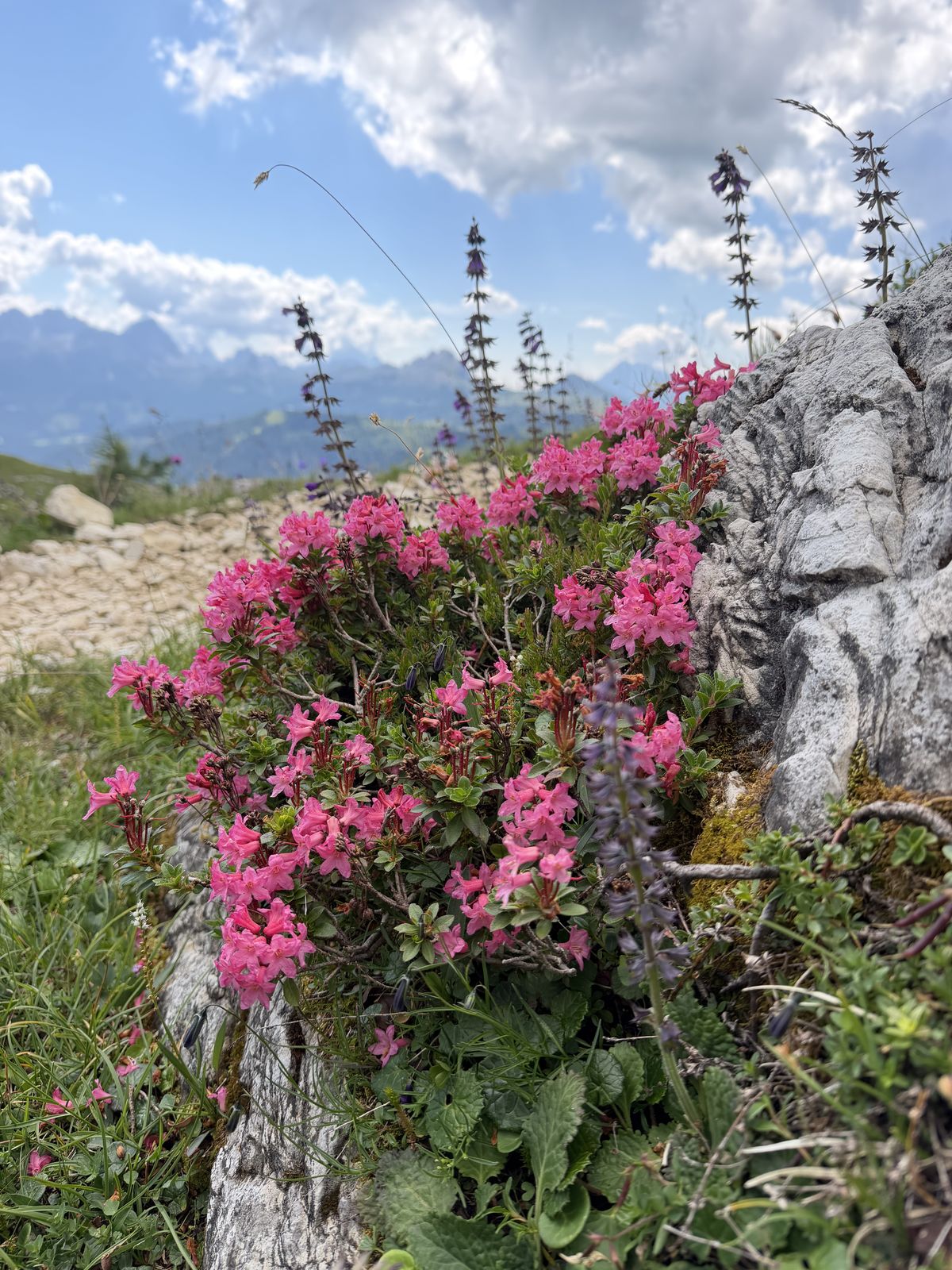 Rododendri in fiore tra le rocce