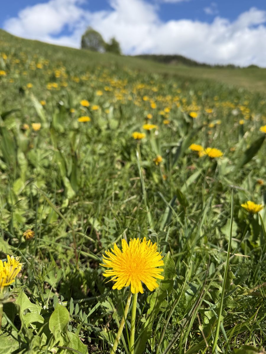Prato in fiore con tarassaco